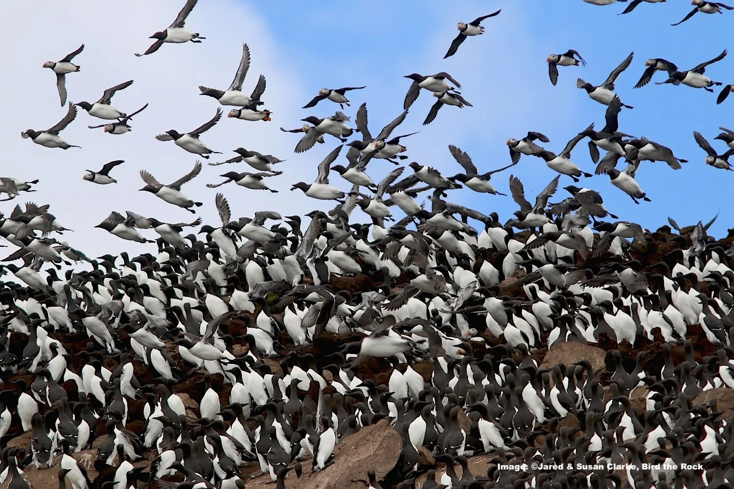 Common Murres and Atlantic Puffins