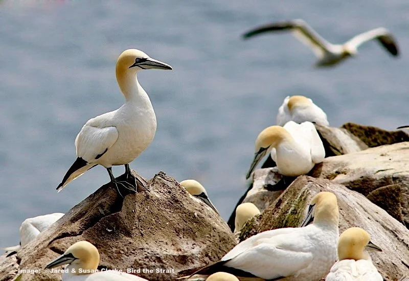 Northern Gannets 