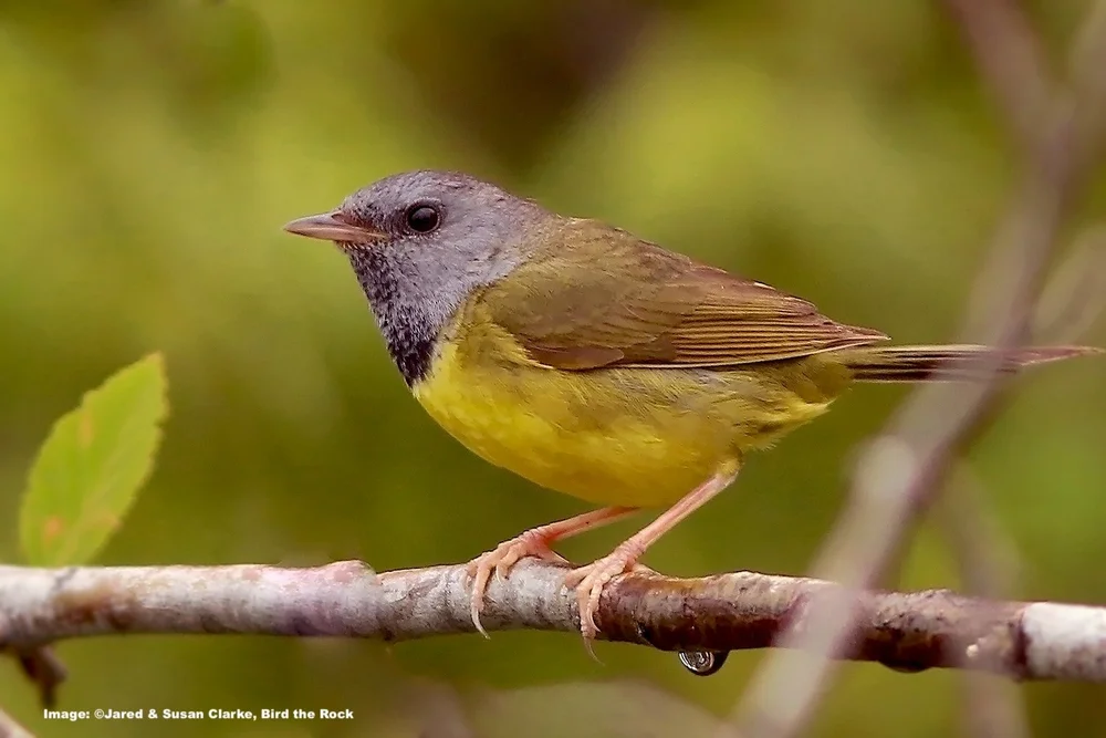 Mourning Warbler