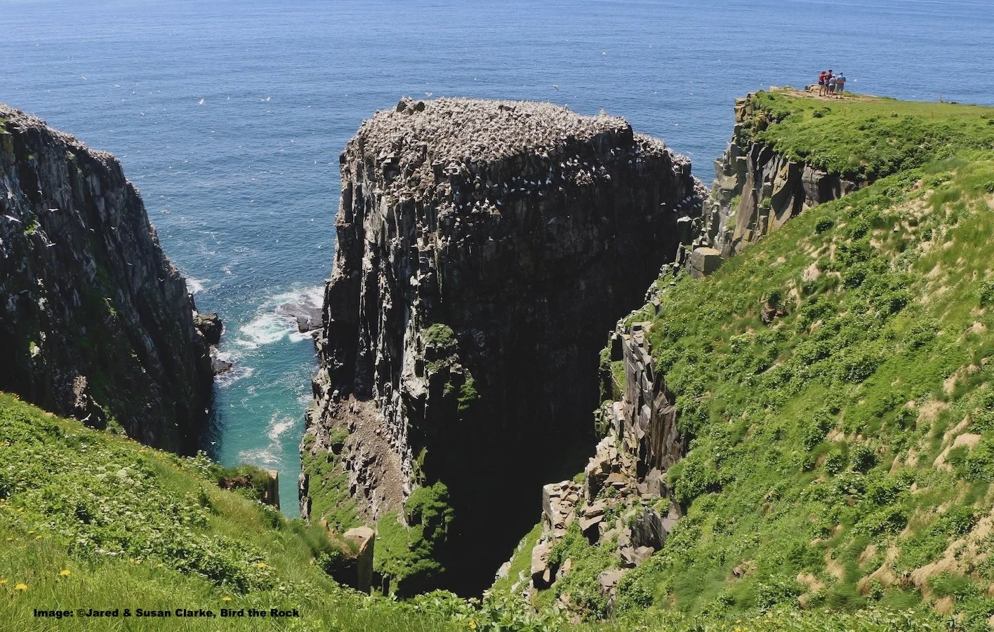 The "Stack" at Cape St. Mary's with 1000s of breeding Northern Gannets