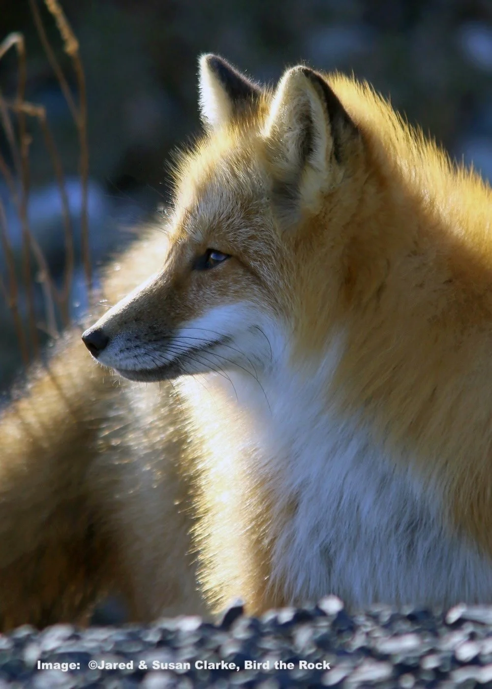 Red Fox Image: ©Jared &amp; Susan Clarke, Bird the Rock