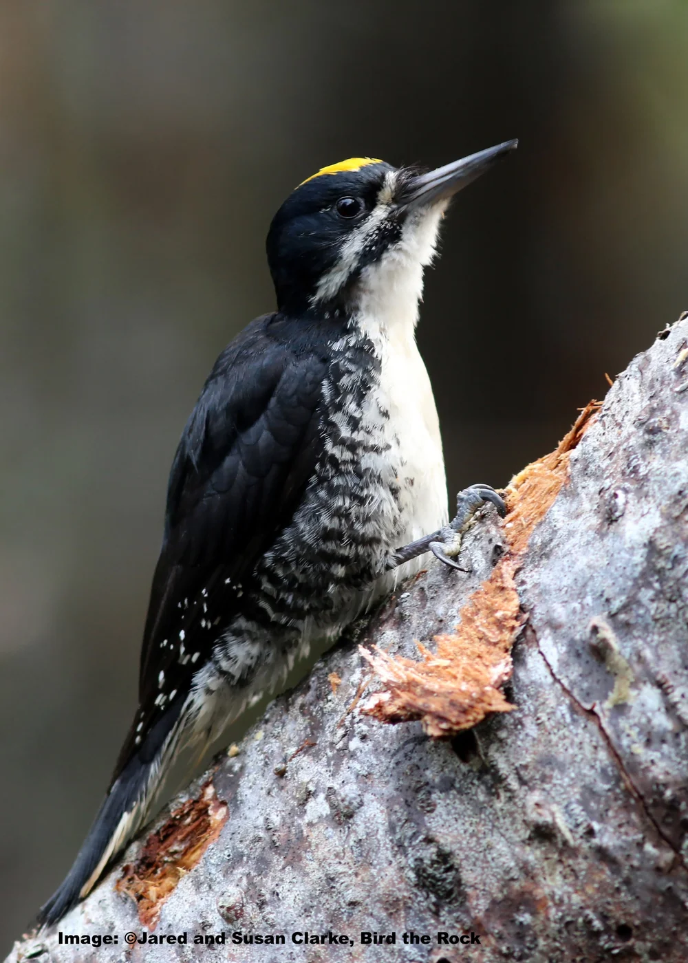 Black-backed Woodpecker  Image: ©Jared &amp; Susan Clarke, Bird the Rock