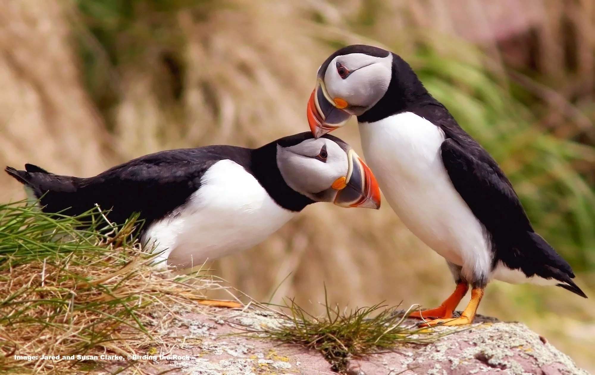 Enquiry: Puffins, Palegics and Whales in Historic Newfoundland