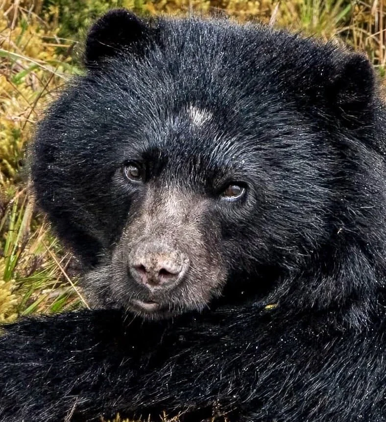 Enquiry: Puffins, Palagics and Whales in Newfoundland 