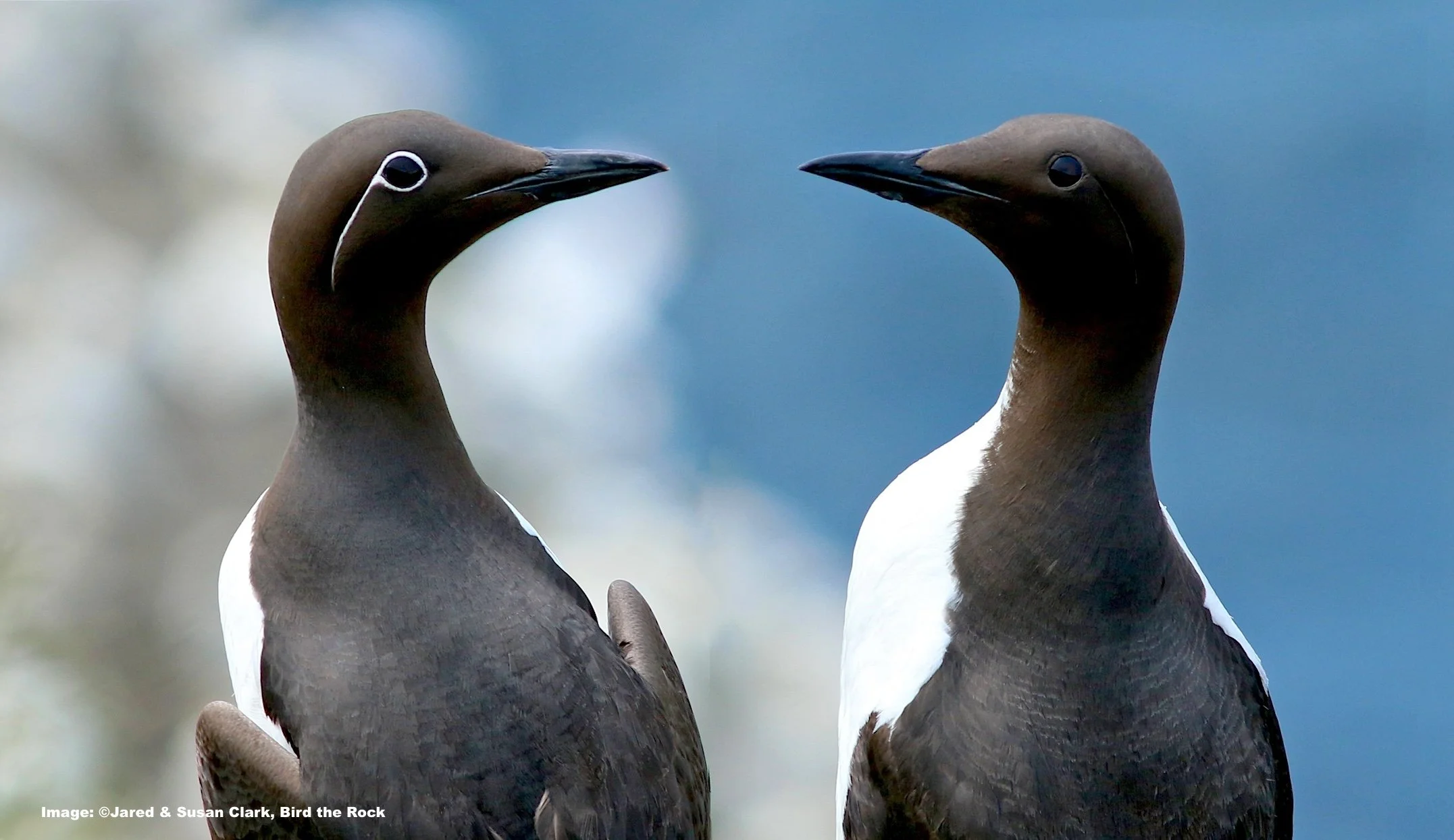 Common Murres