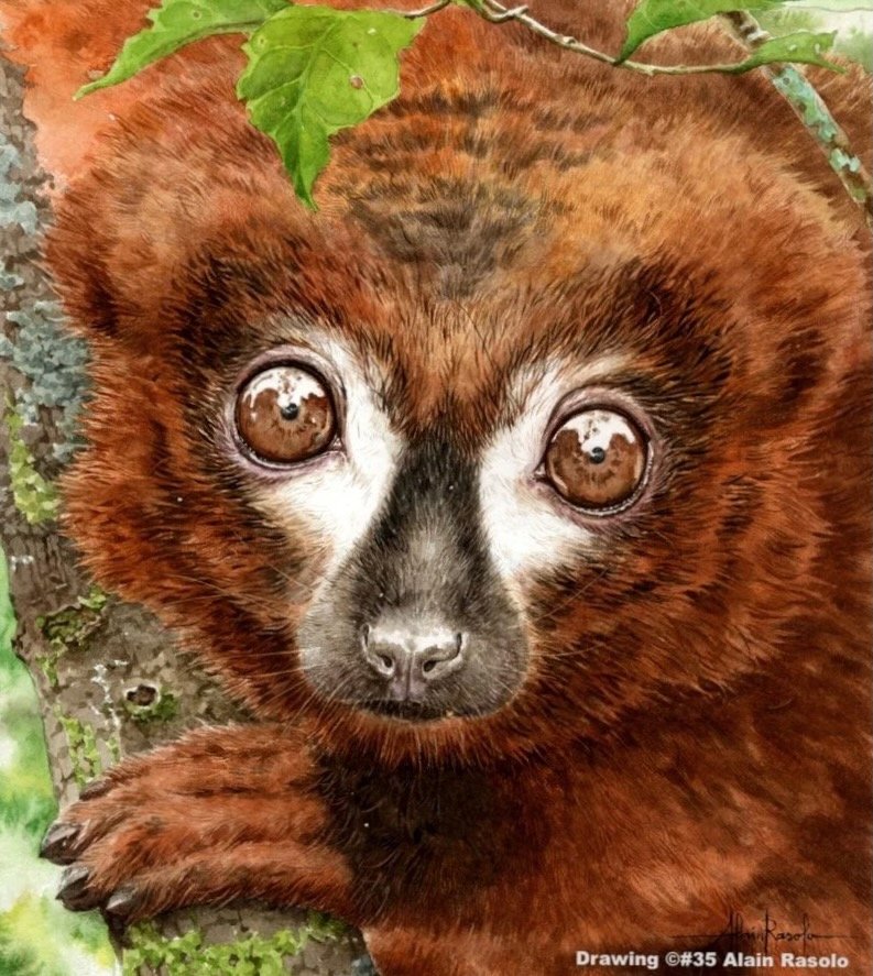 Enquiry: I am Interested in Madagascar