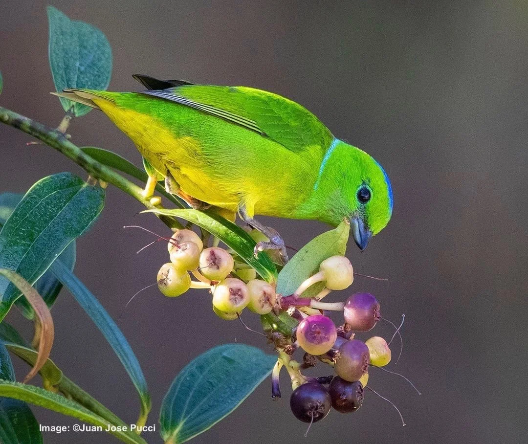 Enquiry: I’m Interested in Tropical Birding 
