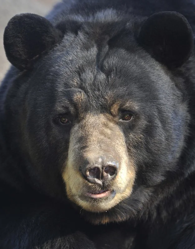 Enquiry: I’m Interested in Bears