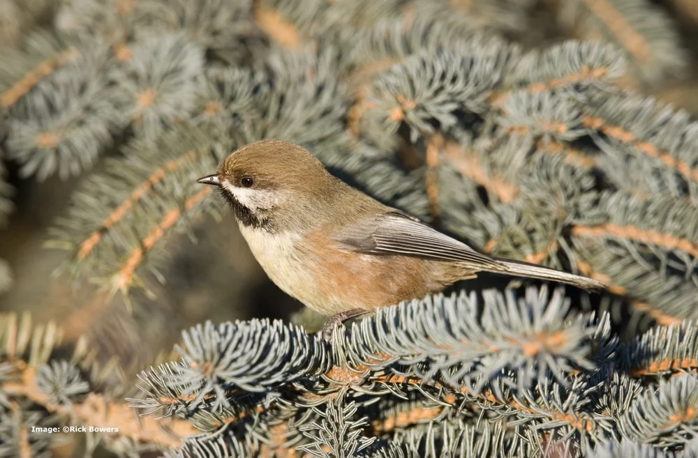 Boreal Chickadee