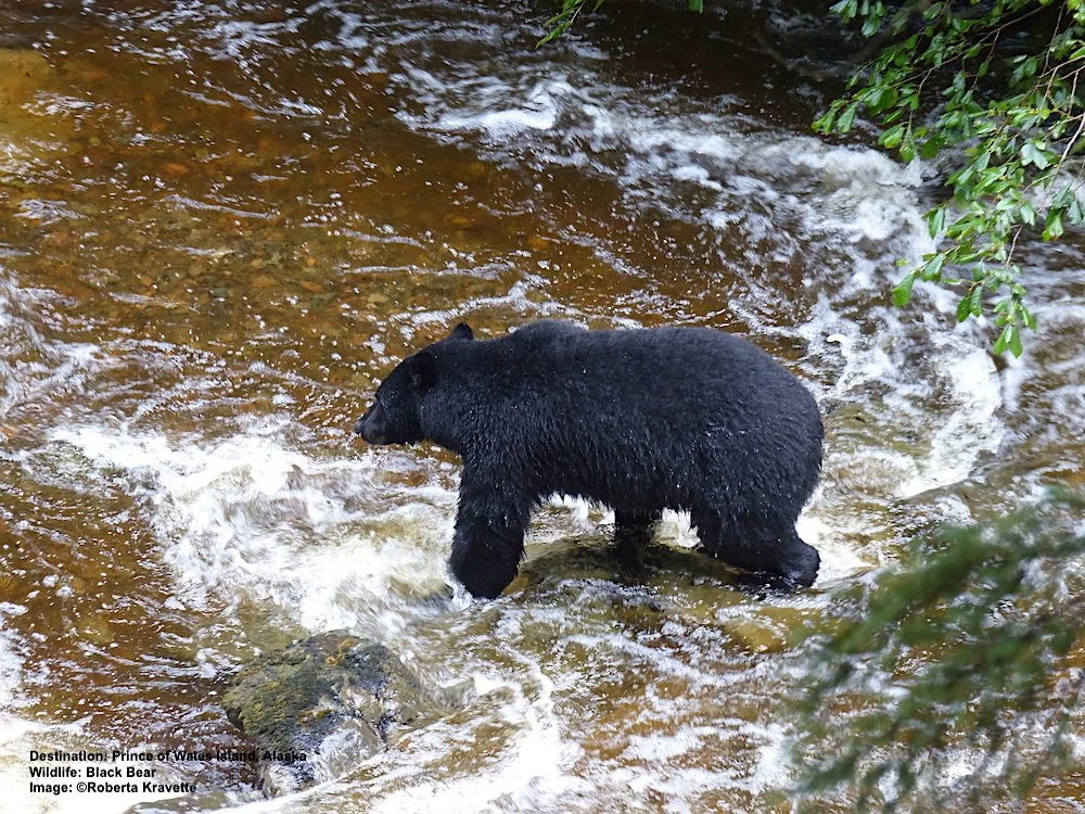 Enquiry: Prince of Wales Island, Alaska 