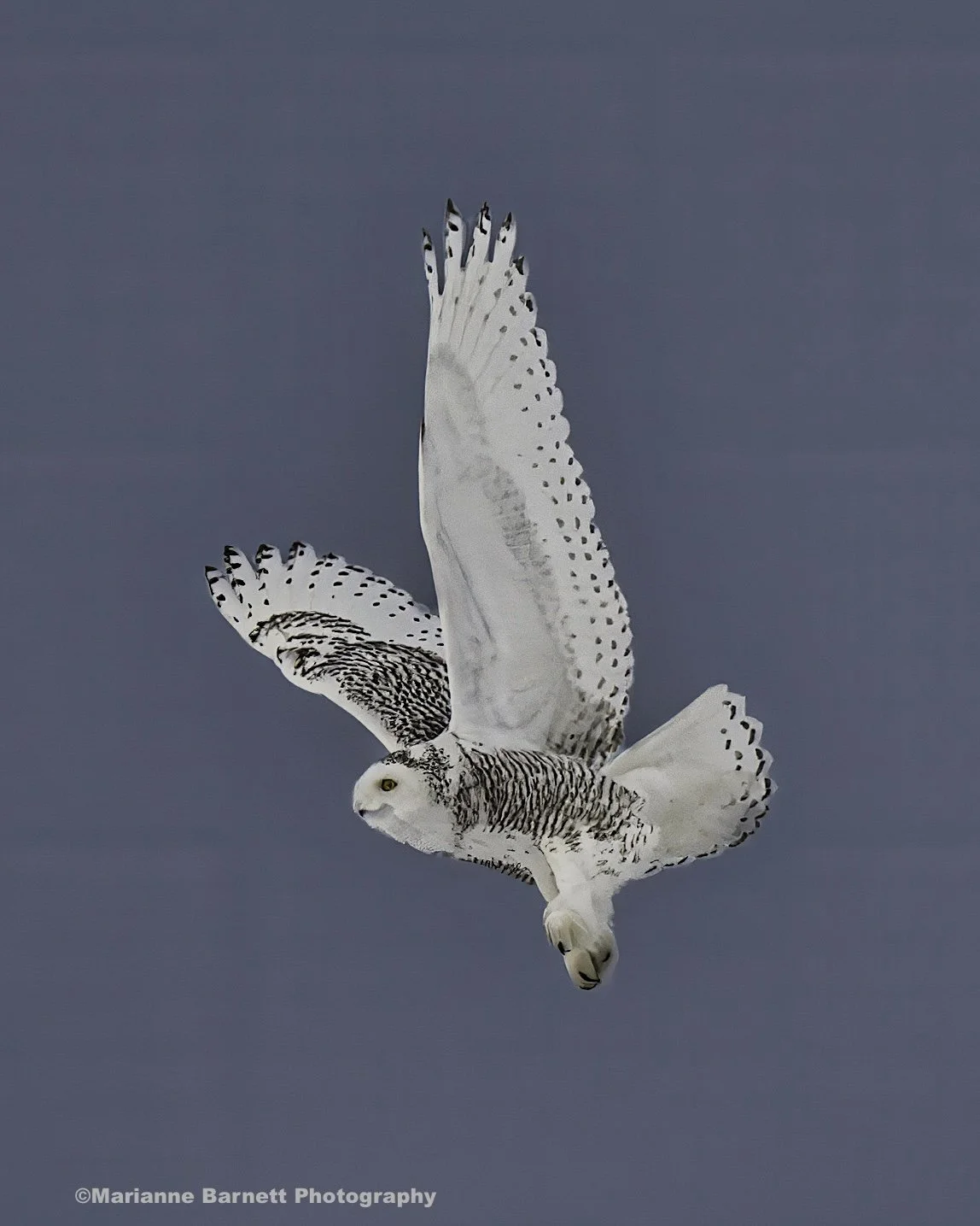 Snowy Owl, ©Marianne Barnett