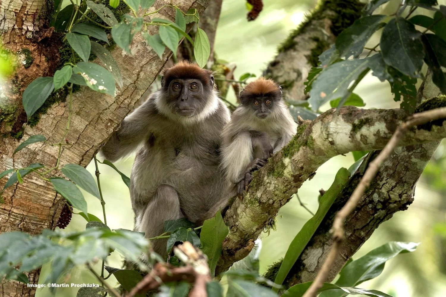 Red Colobus Monkeys 