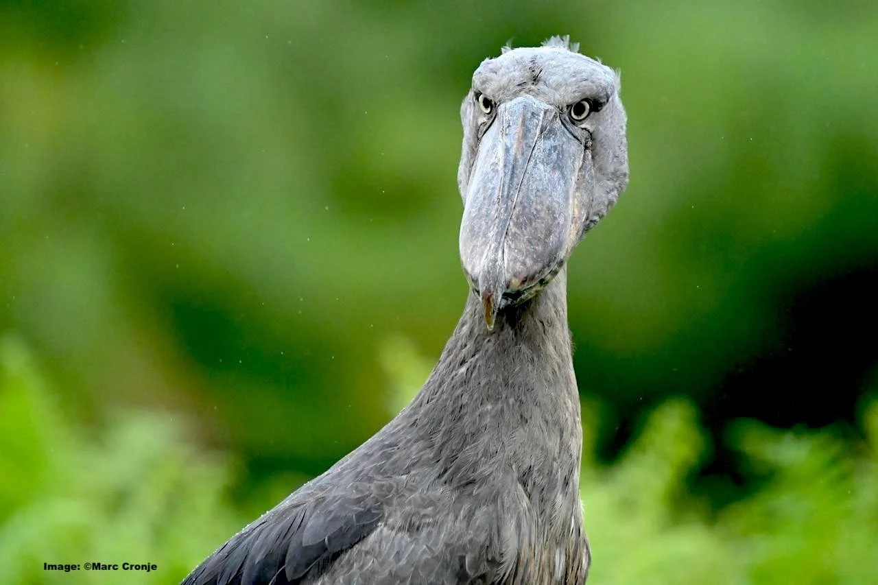 African Shoebill at Mabamba Swamp