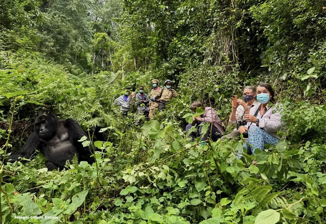 All guests are required to wear masks when near Mountain Gorillas 