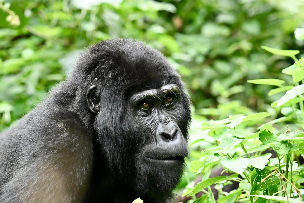 Uganda, The “Pearl of Africa,”Mountain Gorillas, Chimps and Wildlife