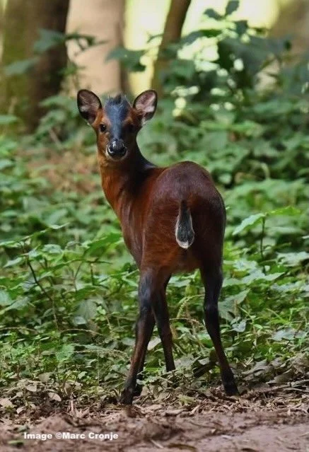 Duiker Kivu nin Bwindi