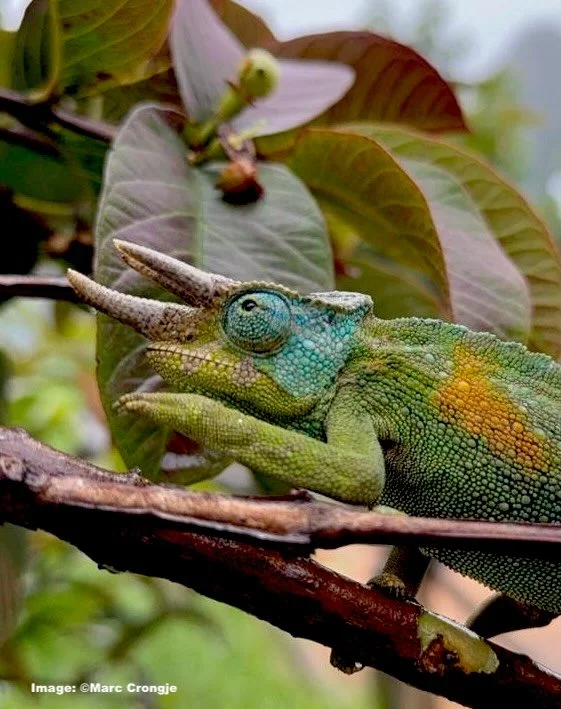 Three-horned Chameleon