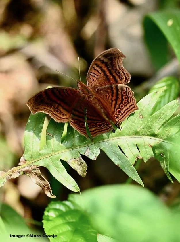Butterfly in Bwindi