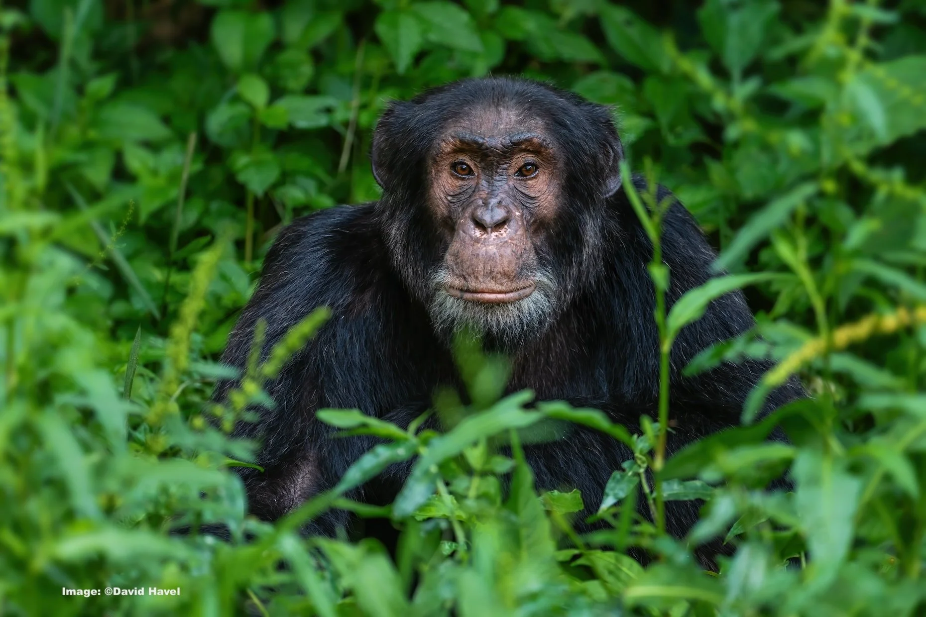 DT Chimpanzee David Havel Uganda dreamstime_xxl_231255485 copy.jpeg