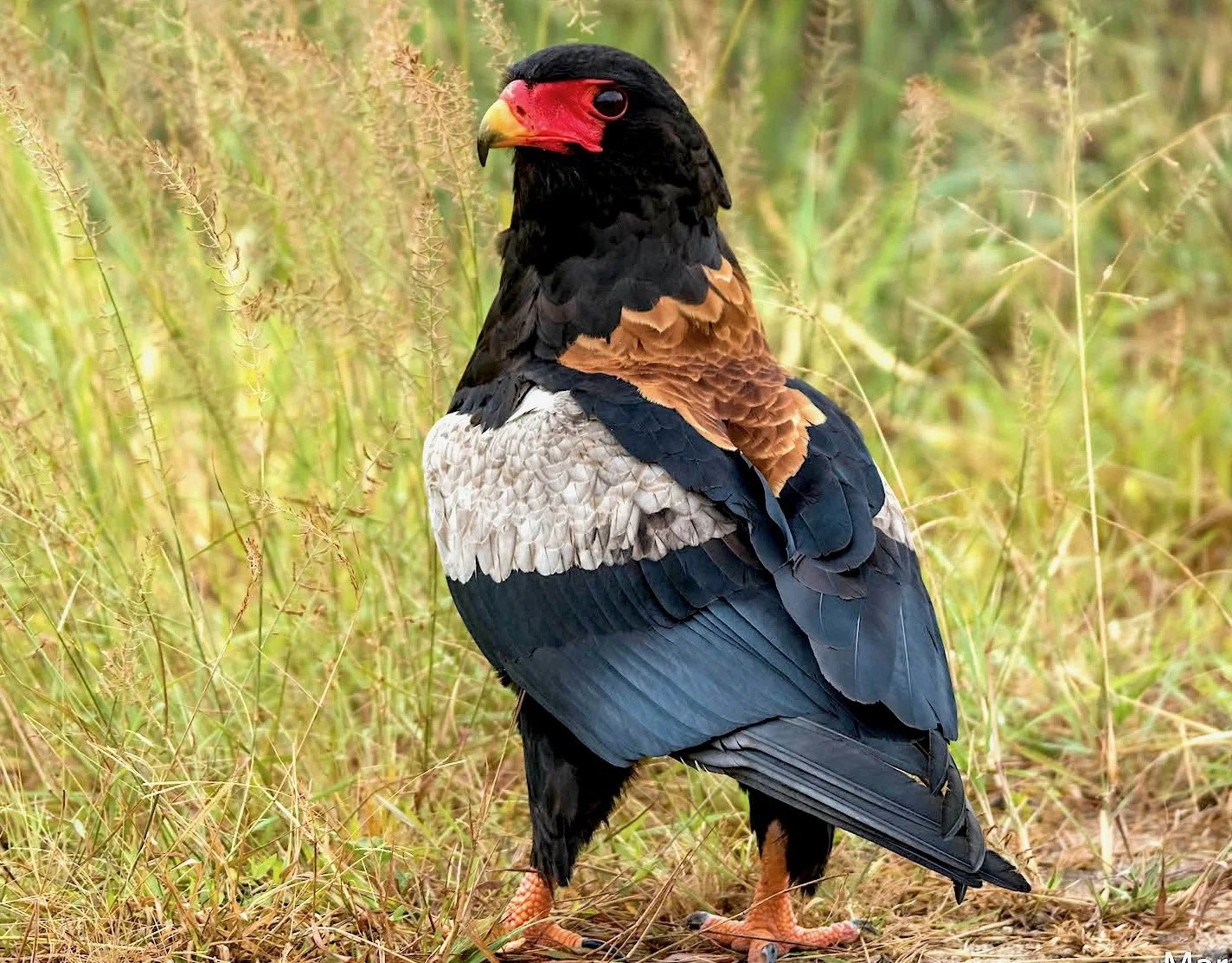 Discover the Bold, Bad Birds (&amp; Wildlife) of the African Bush!  And Meet the People Helping them to Surive