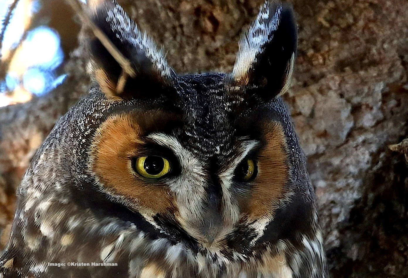 How We Found Wintering Owls in Minnesota’s Wonderland, the Sax Zim Bog