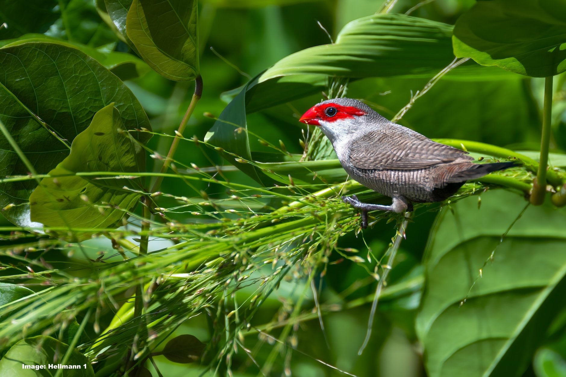 Waxbill, one of the many beautiful birds on the islands 