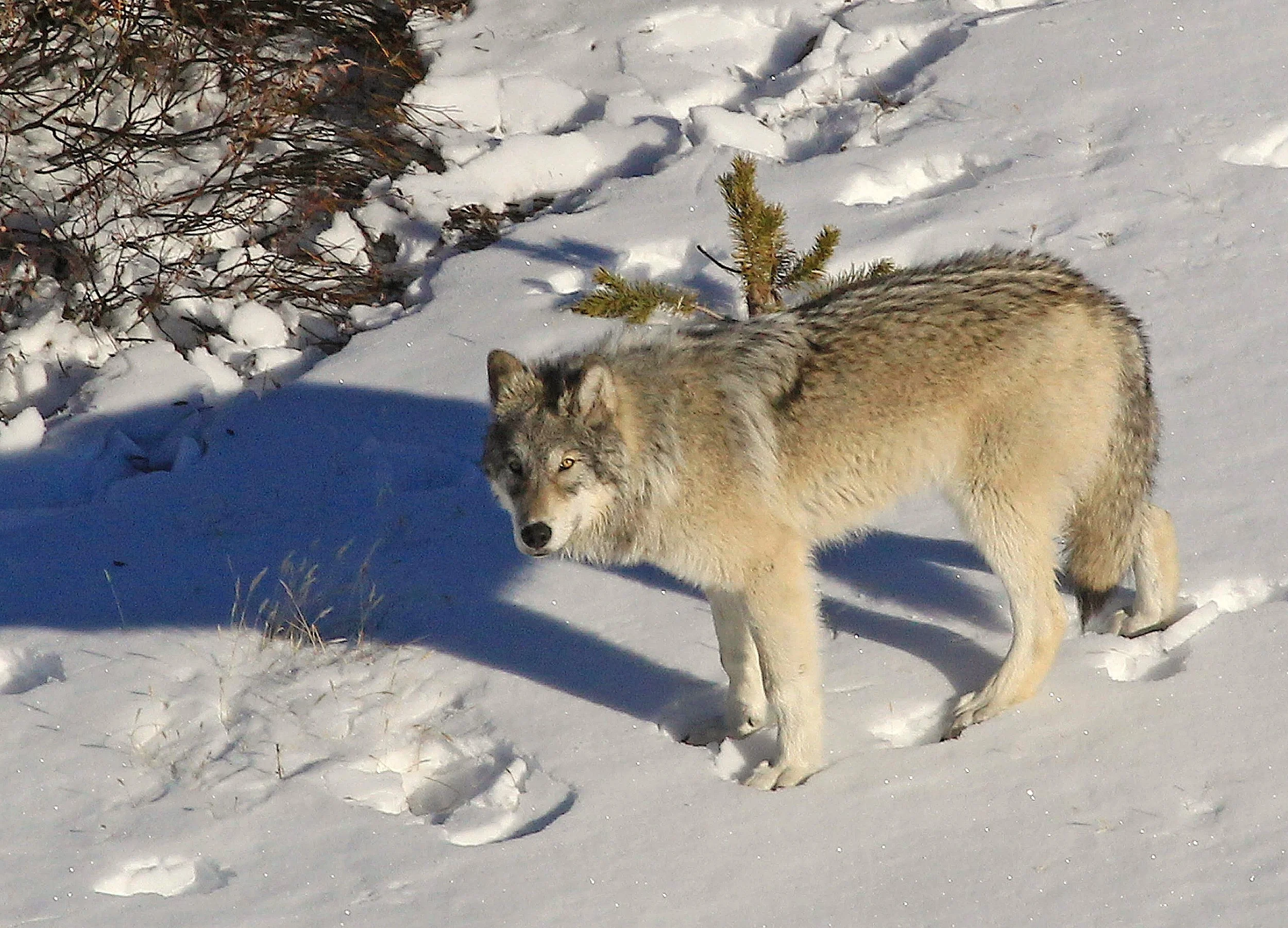 The Best Winter Wolf Watching in Yellowstone for the Wolf Conservation Center