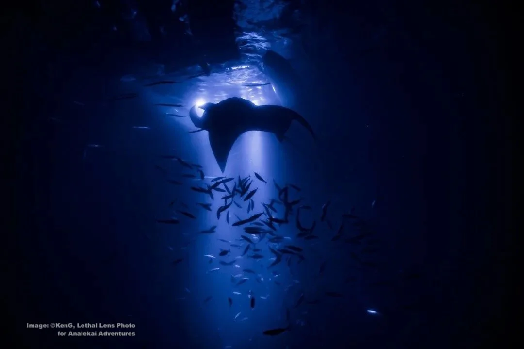 Manta and fish in light shaft. Image: ©Analekai Adventures