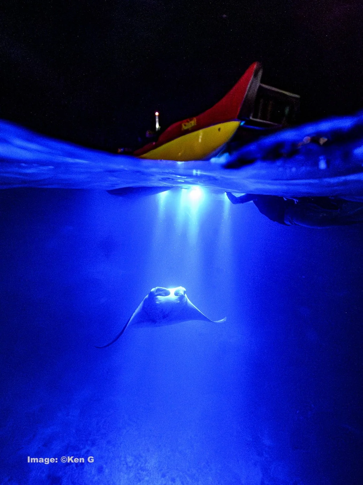 Manta in light following plankton Image: ©Ken G for Analekai Adventures 