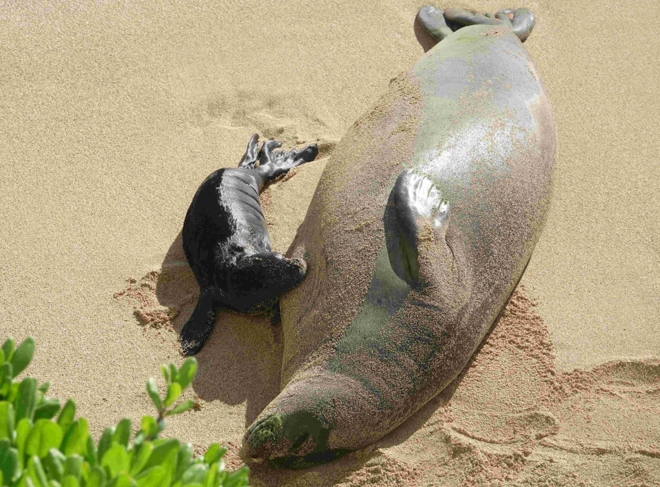 Monk Seal nursing. The algae tined green fur disappears with the yearly molt