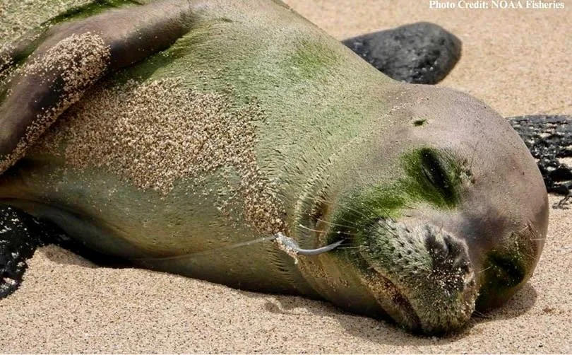 Monk seal with fishing hook and line. Did it survive? We don't know
