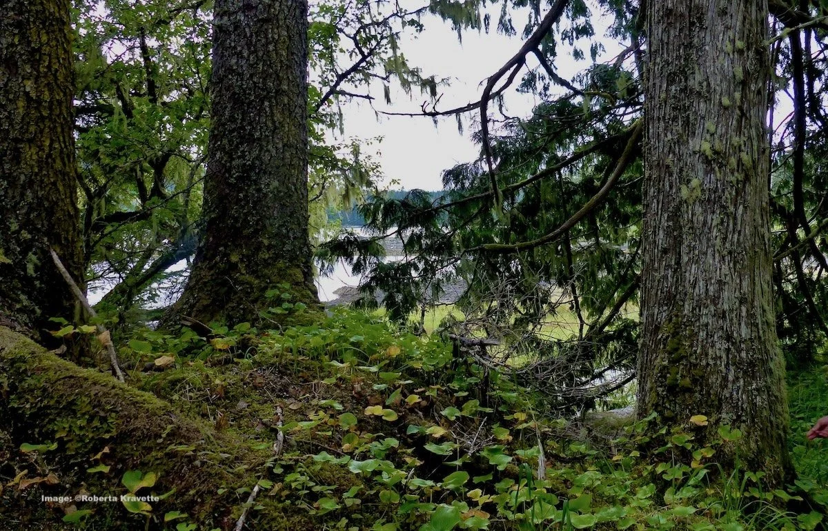 Tongas Rainforest, Prince of Wales Island 