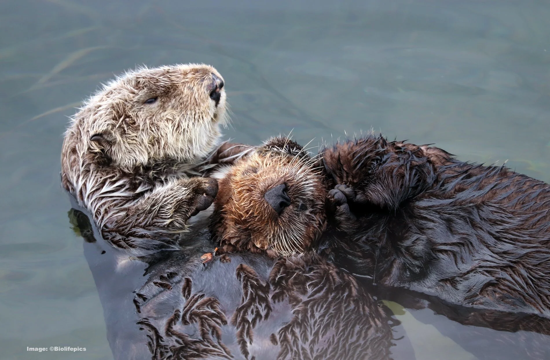 Biolifepics Otter Sea and pup dreamstime_xxl_169701124 copy.jpg