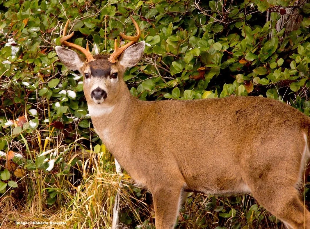 Sitka Deer 
