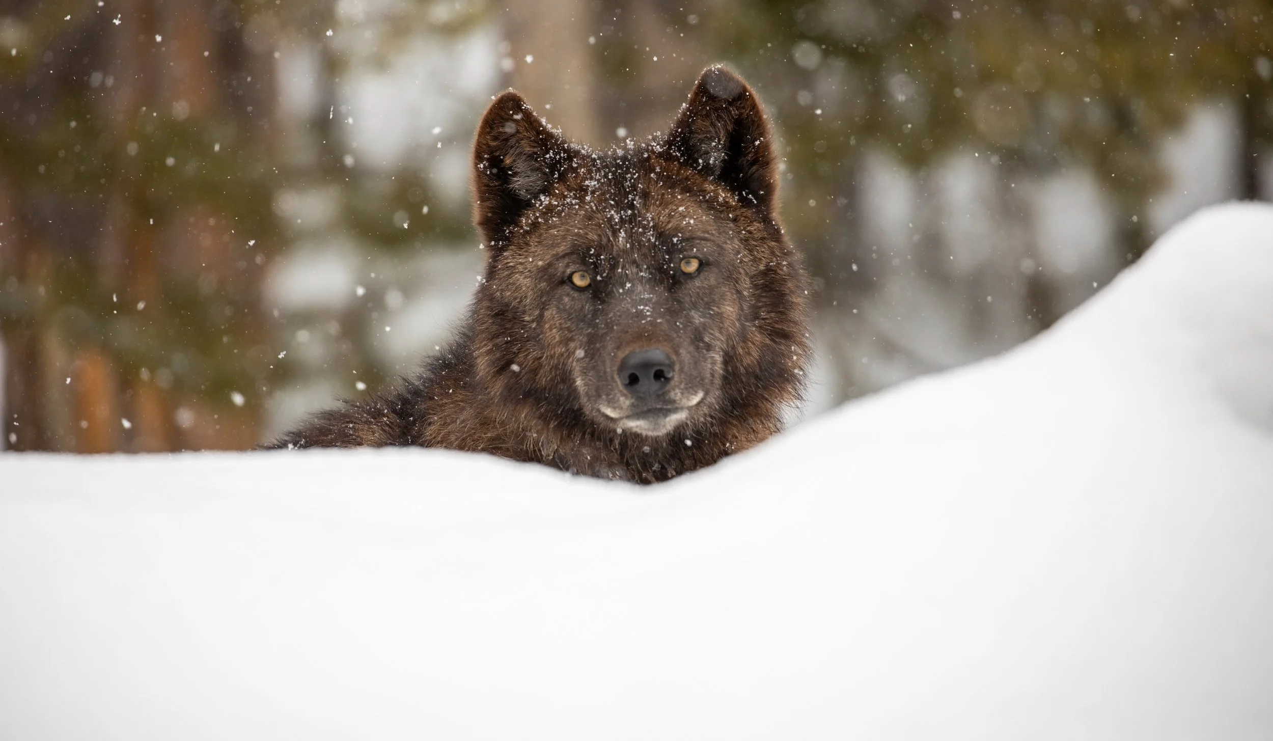 Winter Wolf Watching and Learning in Yellowstone, 2027 Tour 