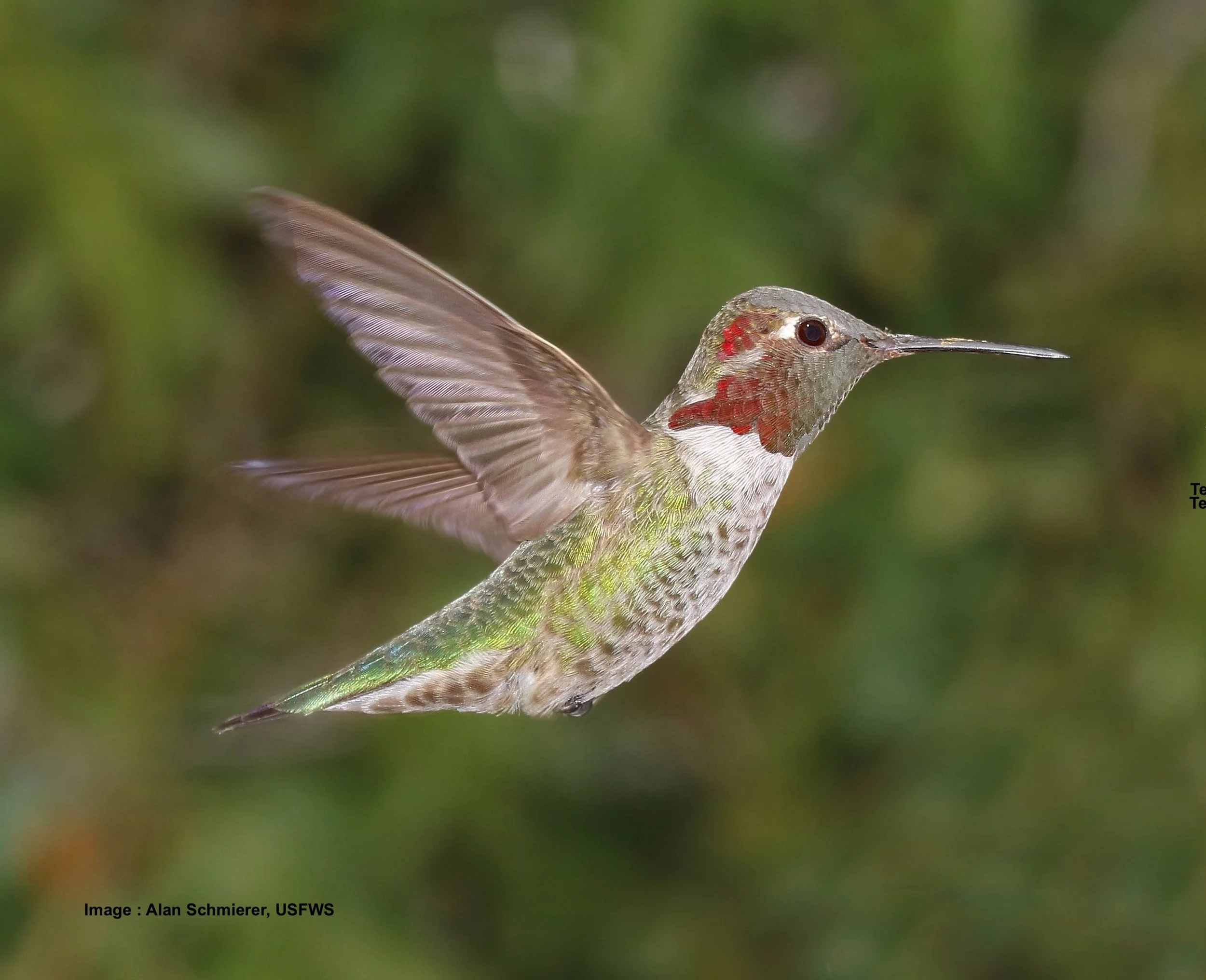 Anna's Hummingbird, F Image: Alan Schmierer, USFWS
