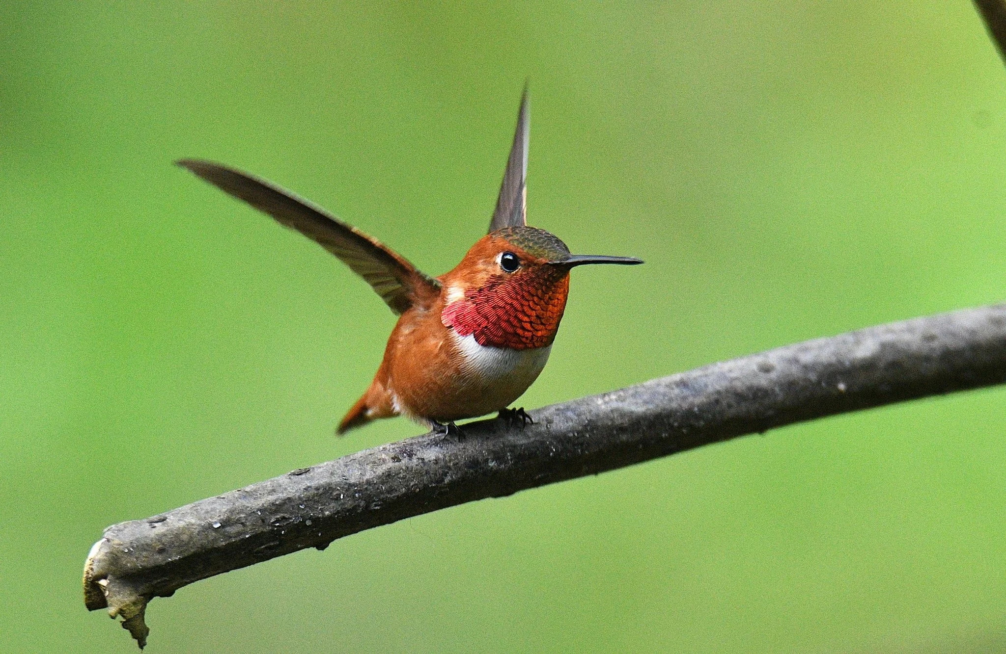 Rufus Hummingbird, M Image: ©Joe Mattias