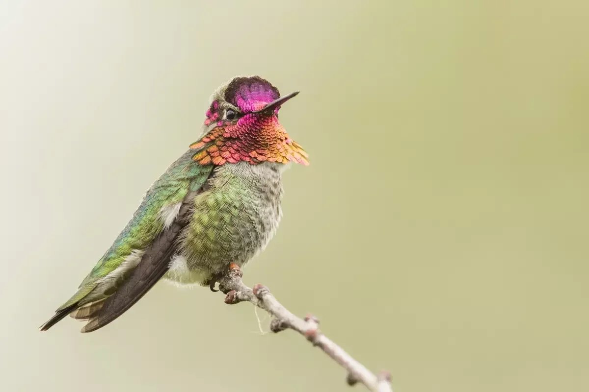 Anna's Hummingbird, M Image: Mick Thomson, Creative Commons