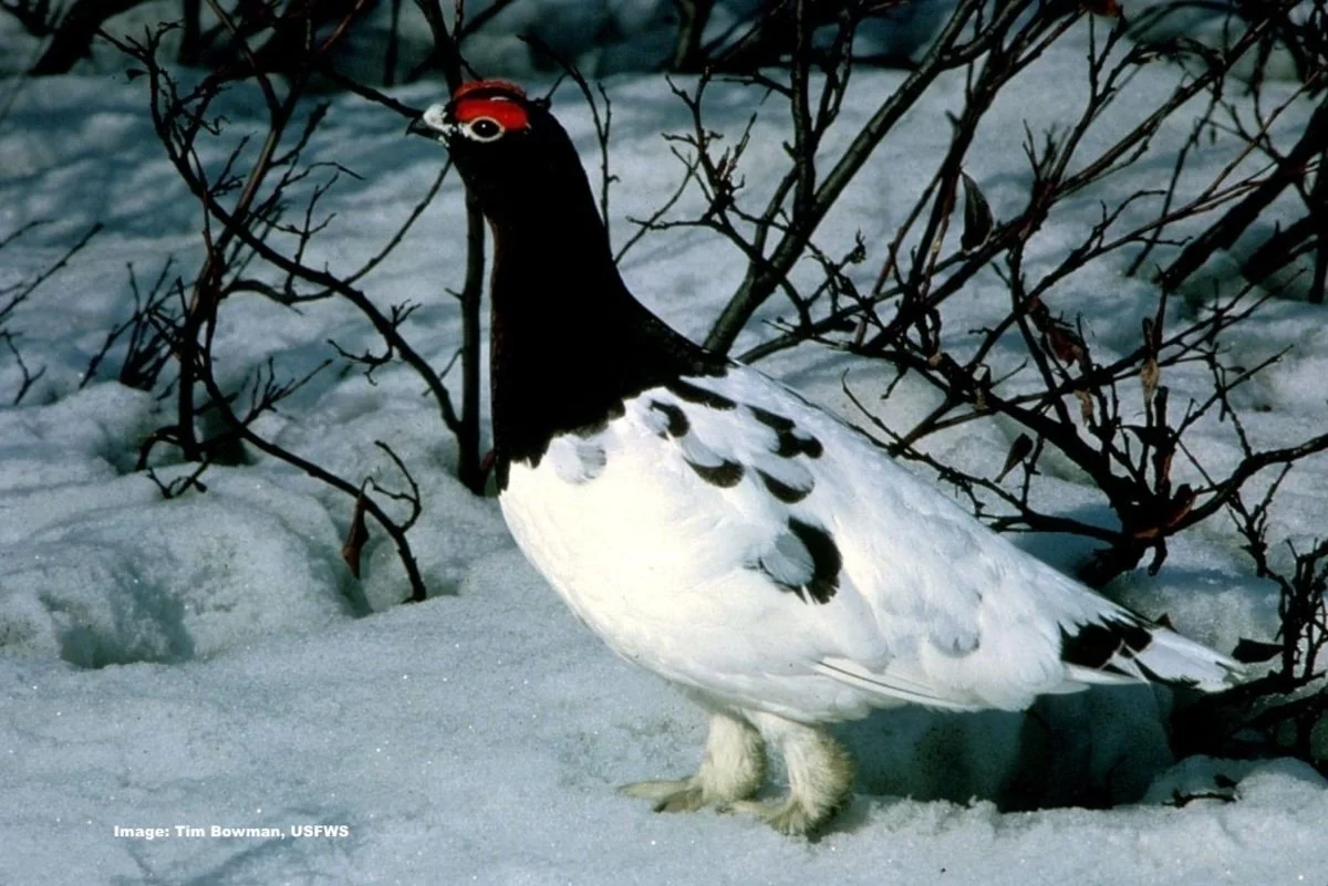 usfws-willow-ptarmigan. Bowman, Tim:USFWSjpeg copy.jpeg