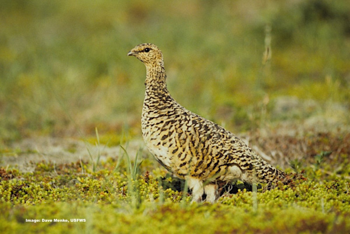 usfws-willow-ptarmigan Menke, Dave:USFWS.jpeg