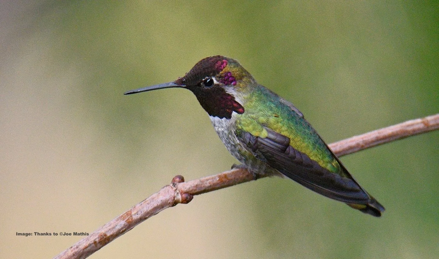 Anna's Hummingbird. M. Image: ©Joe Mathis