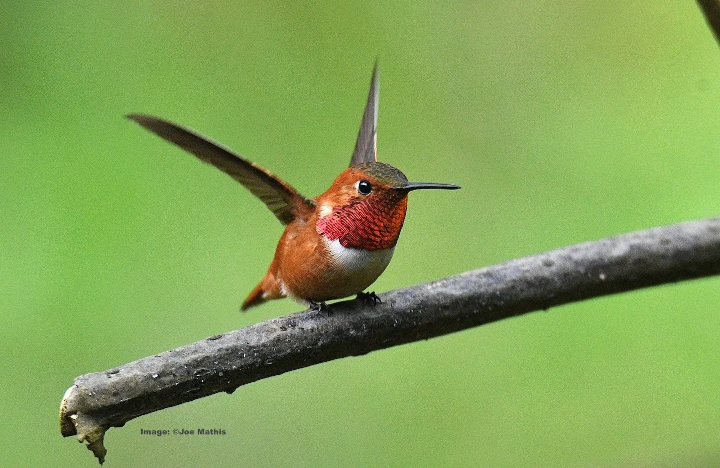 Rufus Hummingbird. M. Image: ©Joe Mathis 