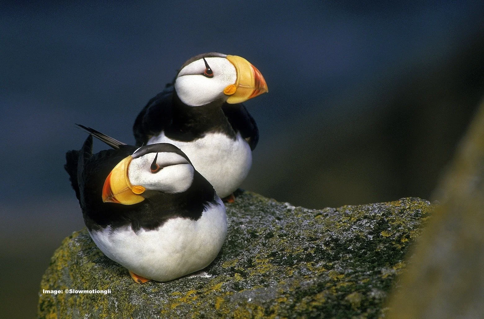 Horned Puffins, Alaska one of 3 Puffin species in Alaska 