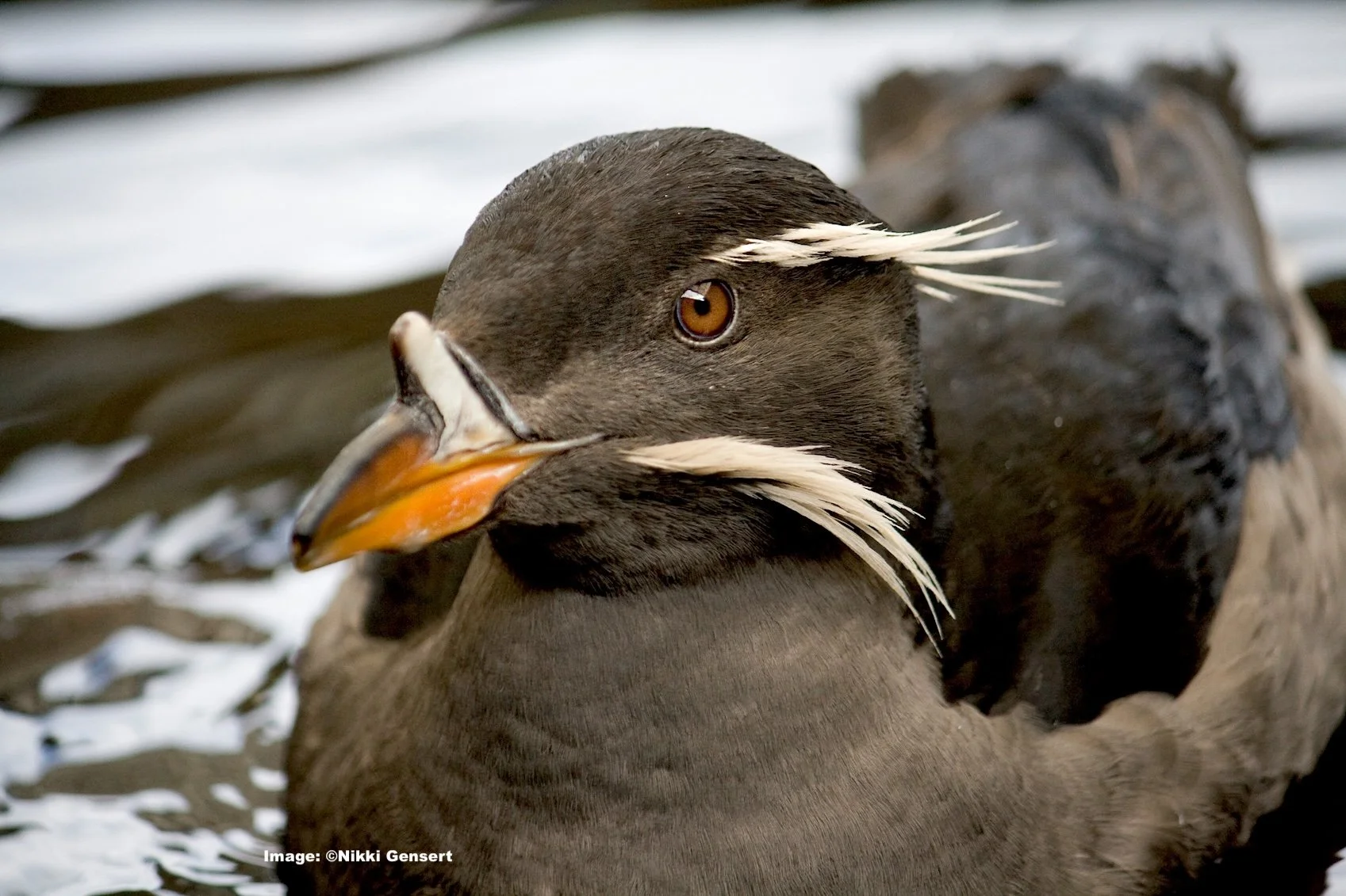 Rhinocerous Auklet, Alaska third of three puffin species in Alaska 