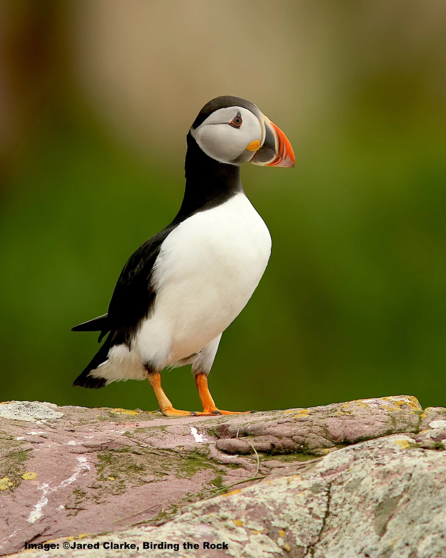 Packing List - Newfoundland Puffins, Palegics and Whales
