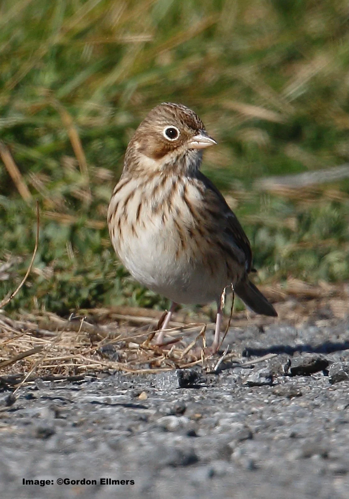 Vesper Sparrow: Vulnerable to Disappearing: NY State 