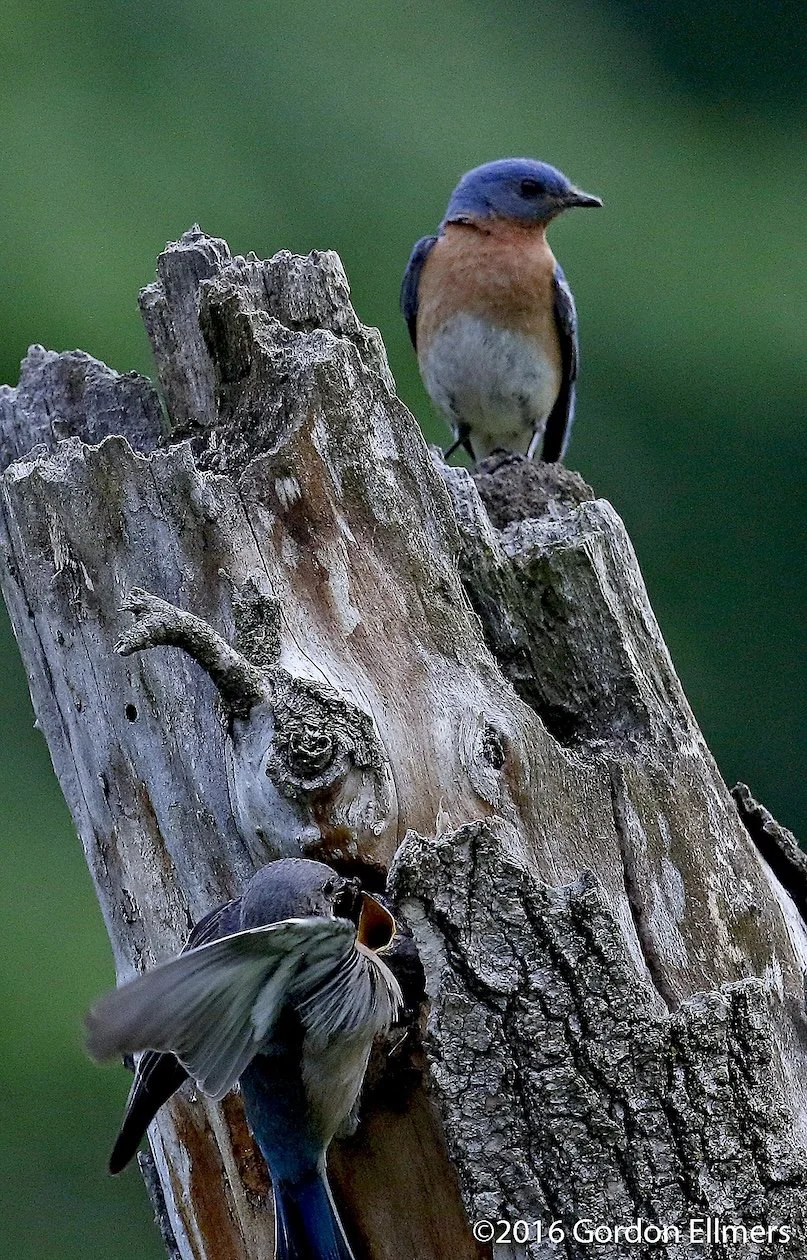 Years of conservation work has helped Bluebirds 