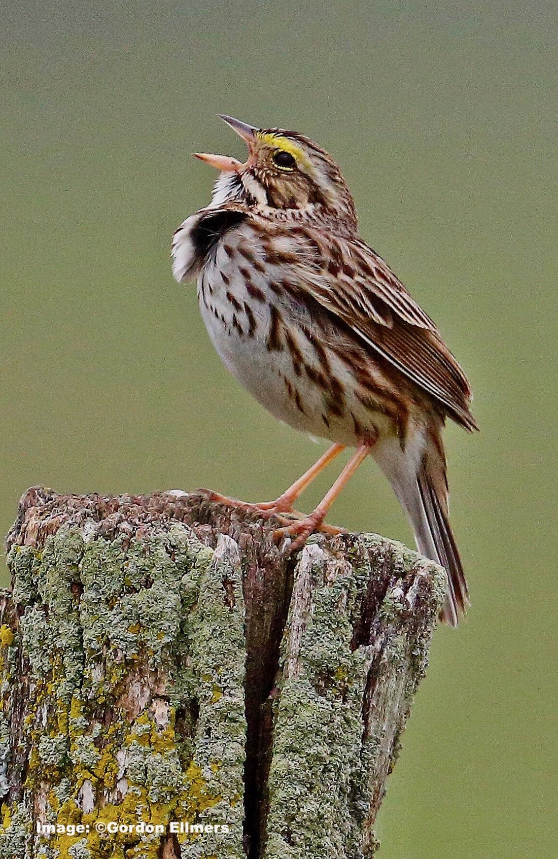 Savanna Sparrow declined 45% since 1967