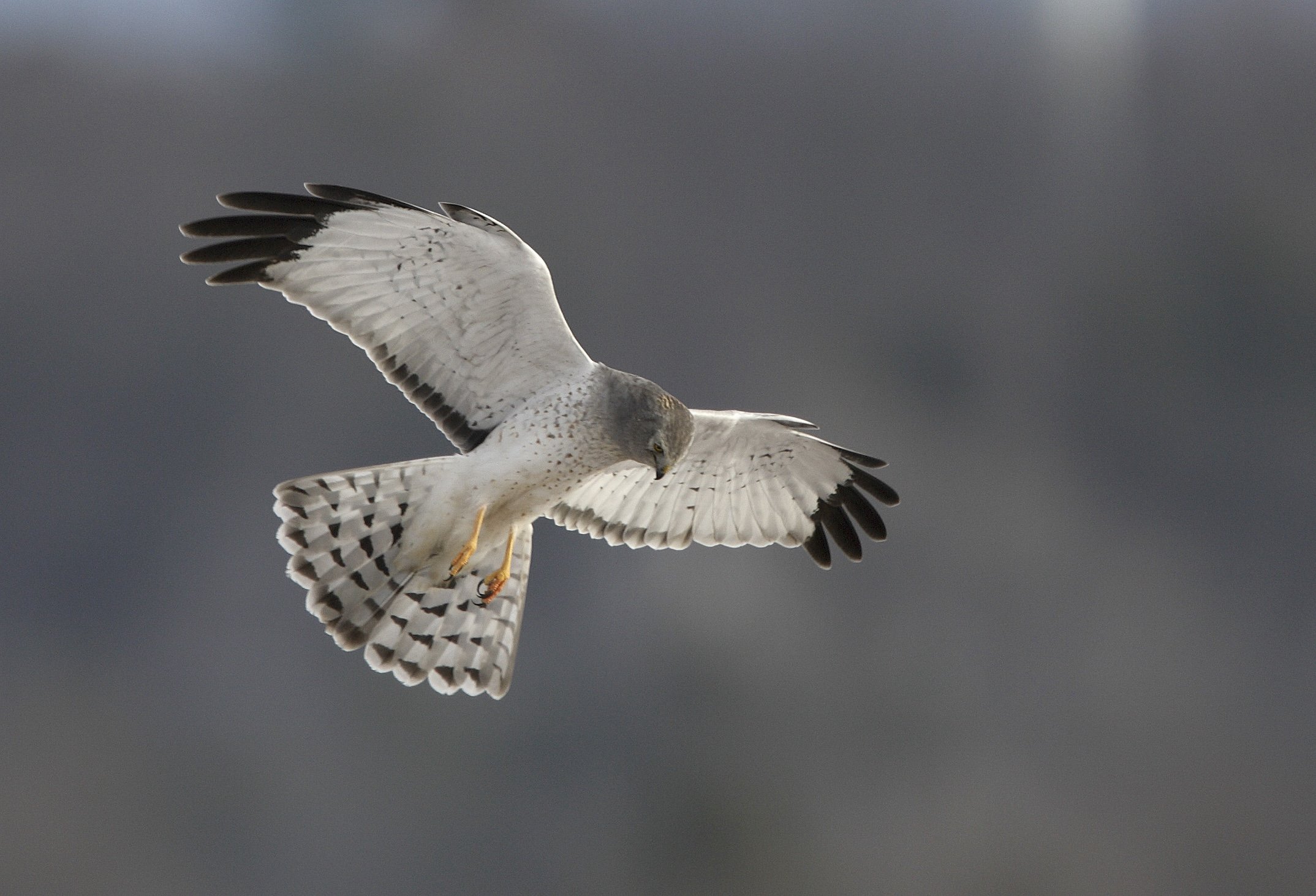 Northern Harrier Hawk hunting the GBT's grasslands. Image: ©Gordon Ellmers 
