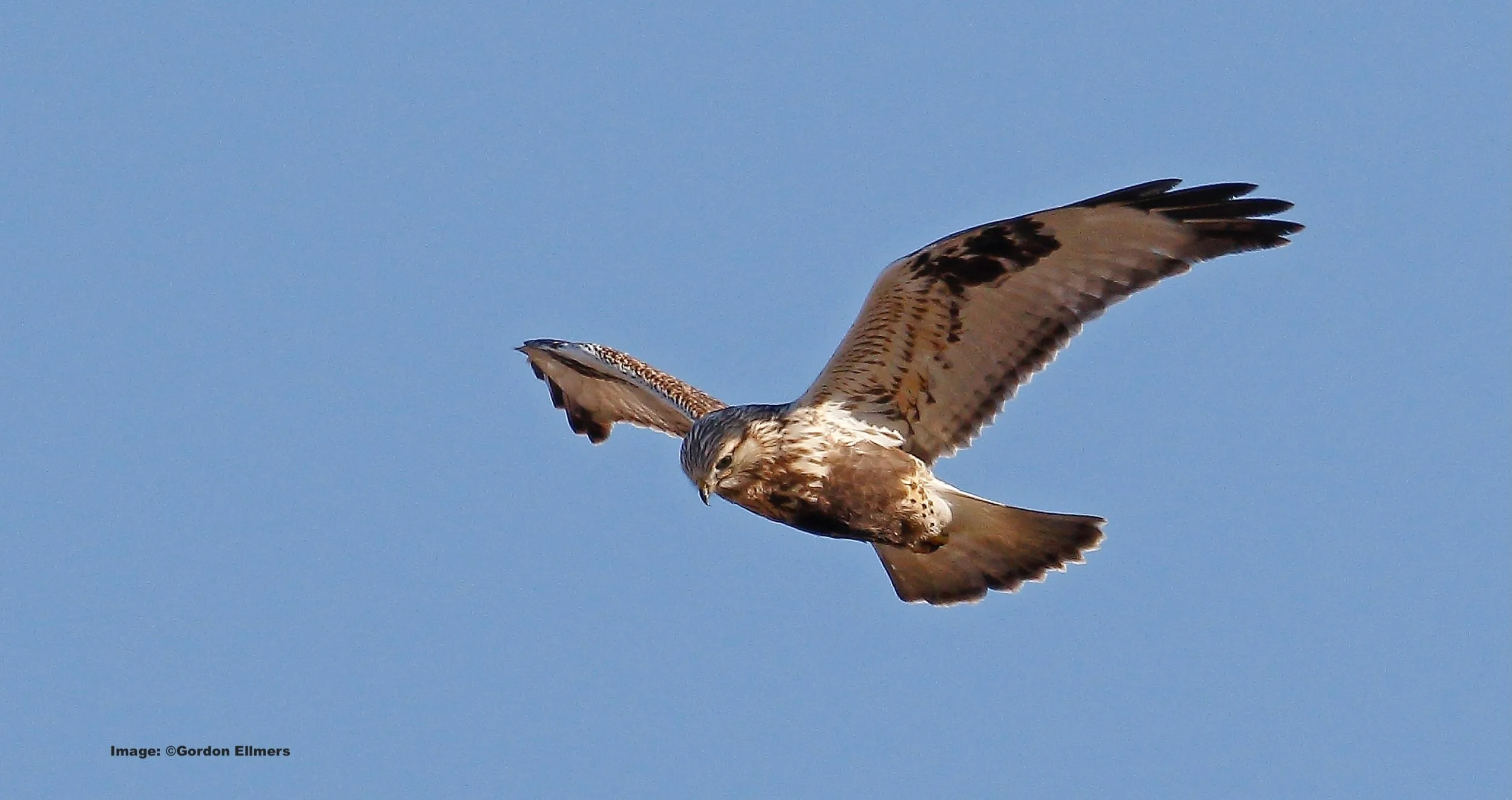 Wintering Rough-Legged Hawk depends on the GBT's grasslands. Image: ©Gordon Ellmers 